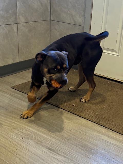 Enlarge Teddy, an adopted mixed breed in Hummelstown, PA image 3/6