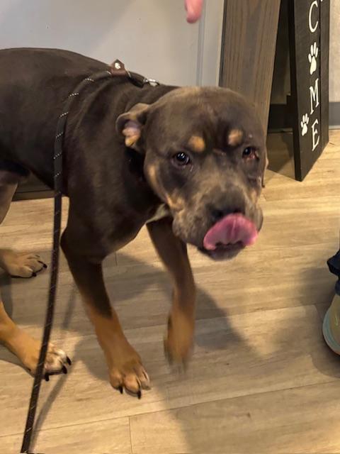 Enlarge Teddy, an adopted mixed breed in Hummelstown, PA image 2/6