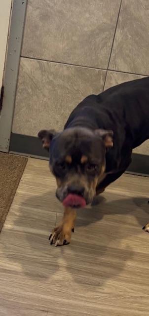 Enlarge Teddy, an adopted mixed breed in Hummelstown, PA image 4/6