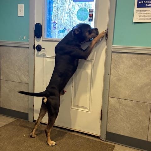 Enlarge Teddy, an adopted mixed breed in Hummelstown, PA image 6/6