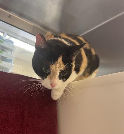 Paprika, Adoptable, Adult Female Domestic Short Hair & Domestic Short Hair.