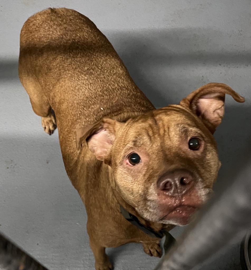 Charlie, Adoptable, Adult Female Pit Bull Terrier.