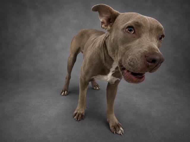 A1282097, Adoptable, Young Female Weimaraner & Mixed Breed.
