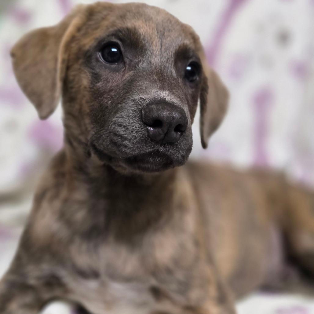 Enlarge Mitchell, a Adoptable mixed breed in Kissimmee, FL image 1/2