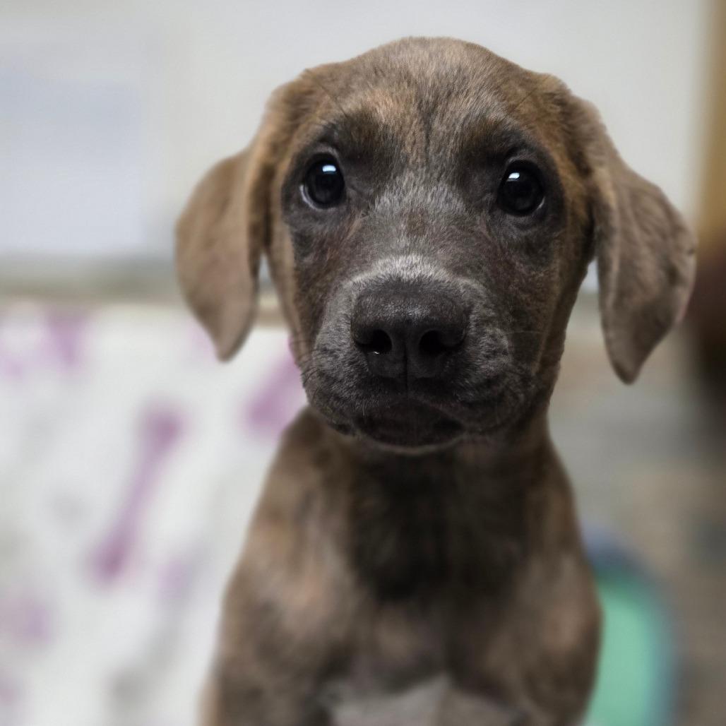 Enlarge Mitchell, a Adoptable mixed breed in Kissimmee, FL image 2/2