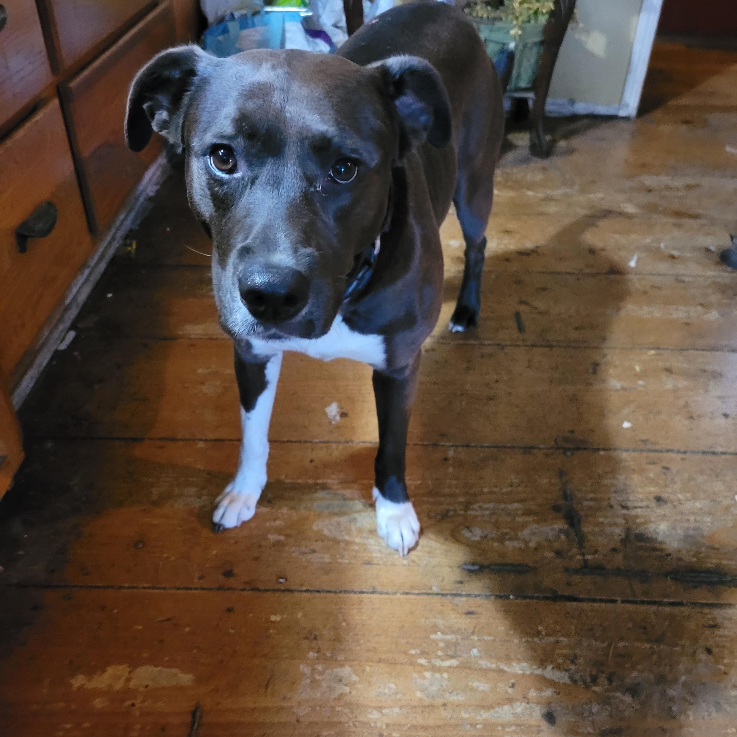 Jazzi, Adoptable, Adult Female Labrador Retriever & American Bully.