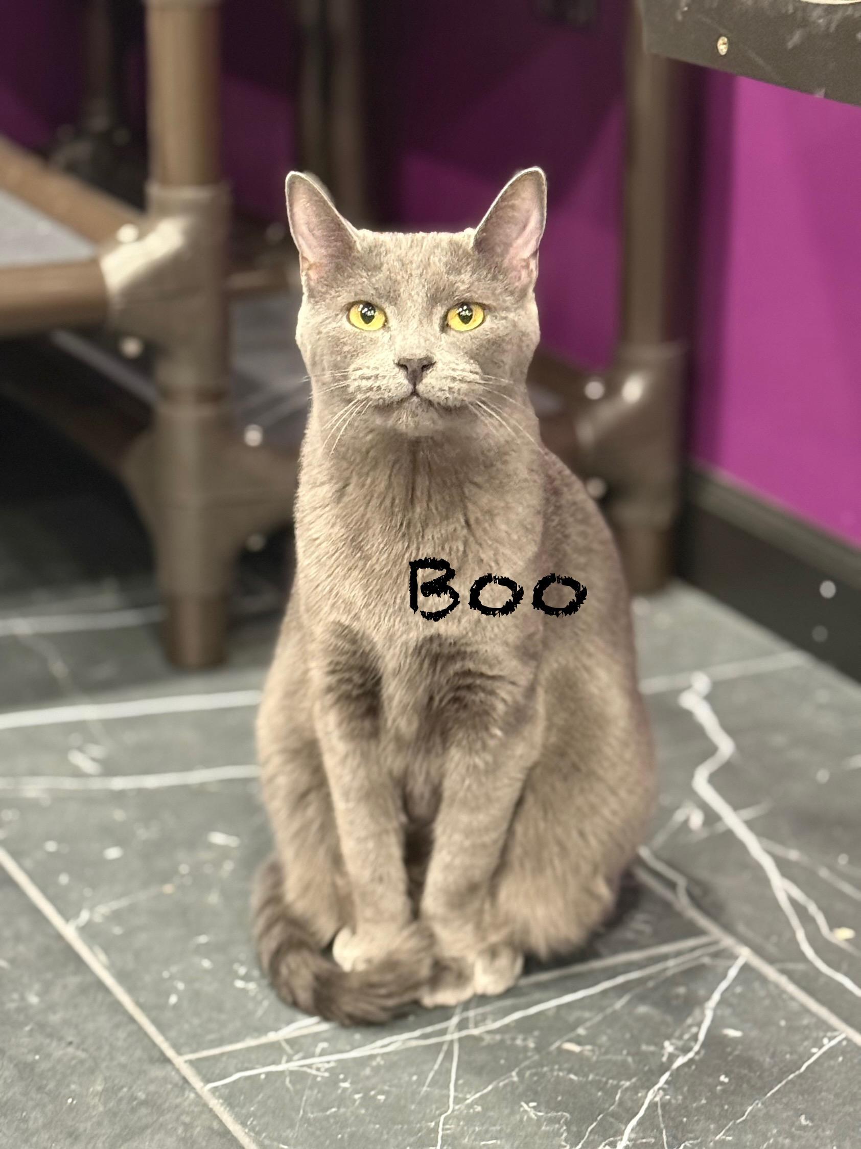 Boo, Adoptable, Adult Female Domestic Short Hair.