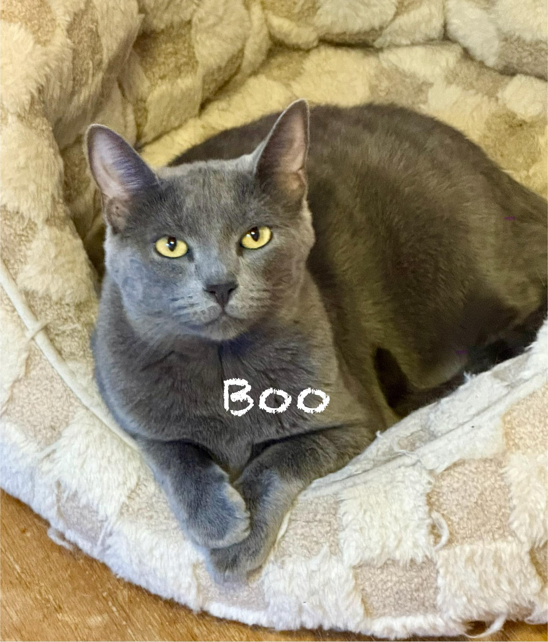 Enlarge Boo, a Adoptable Domestic Short Hair in Frewsburg, NY image 2/3