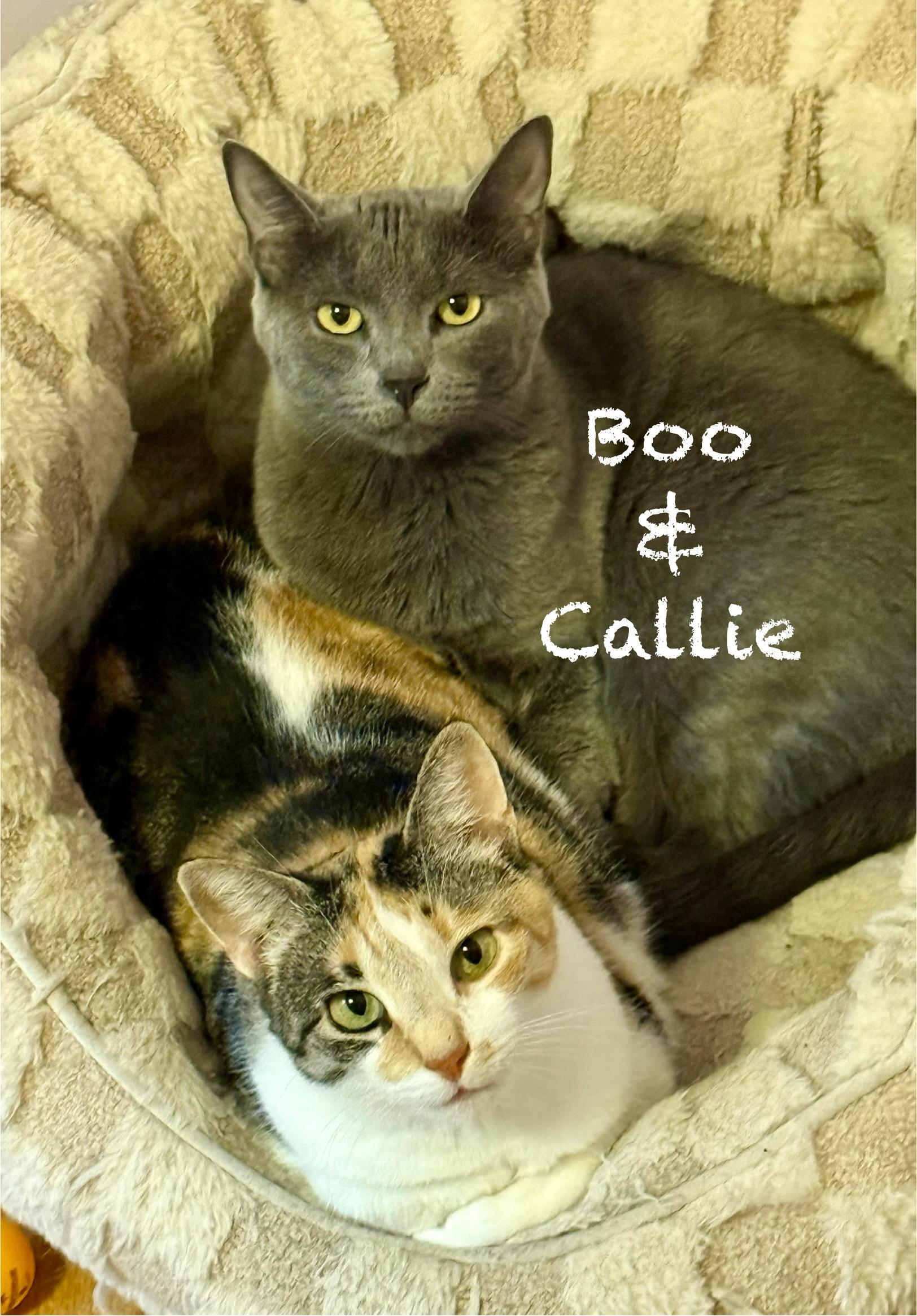 Enlarge Boo, a Adoptable Domestic Short Hair in Frewsburg, NY image 3/3