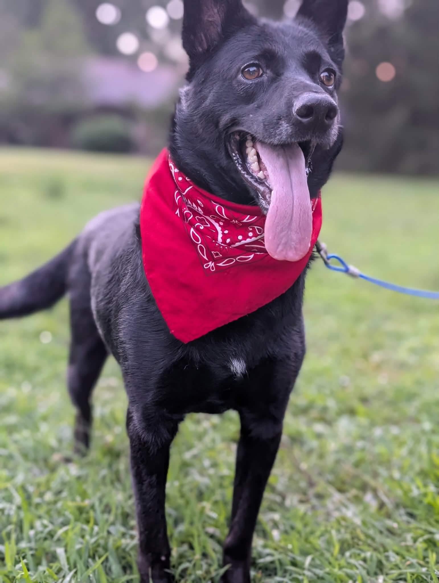 Enlarge Hendrix, a Adoptable Australian Kelpie in Manchester, CT image 4/6