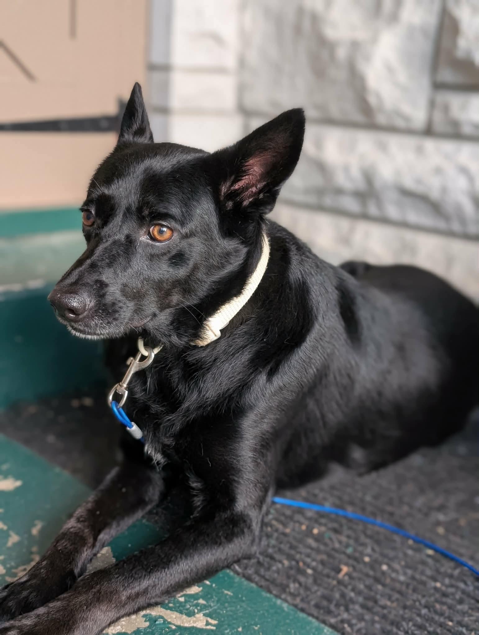 Hendrix, ADOPTABLE, Adult • Male, Australian Kelpie.