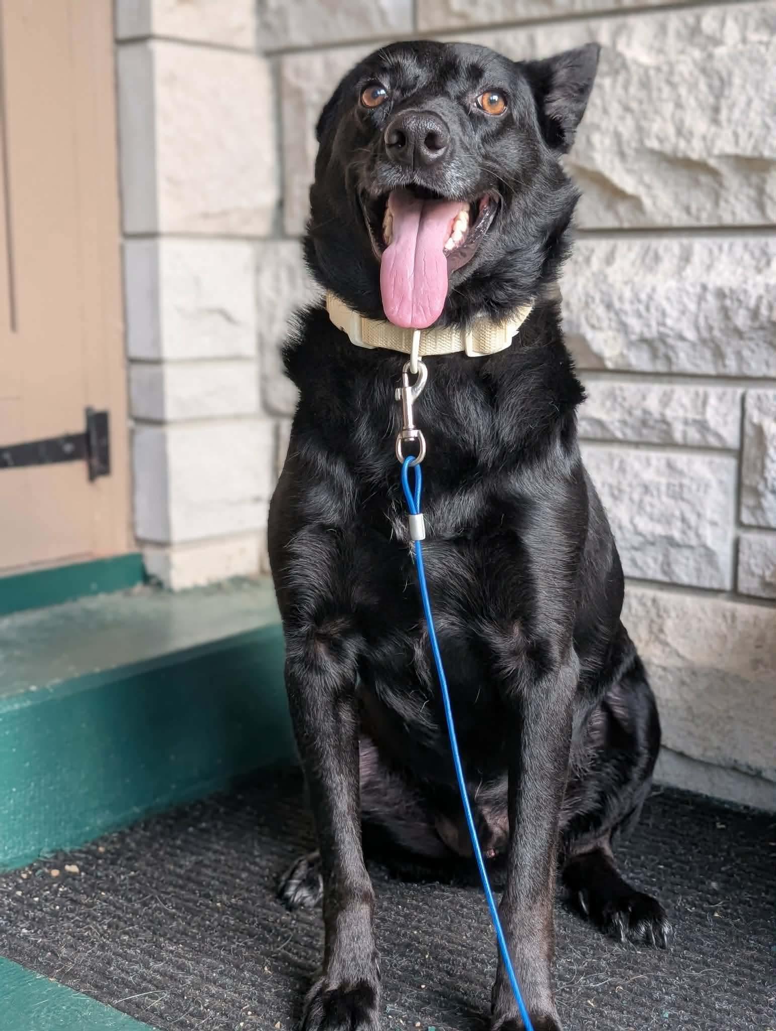 Enlarge Hendrix, a Adoptable Australian Kelpie in Manchester, CT image 3/6