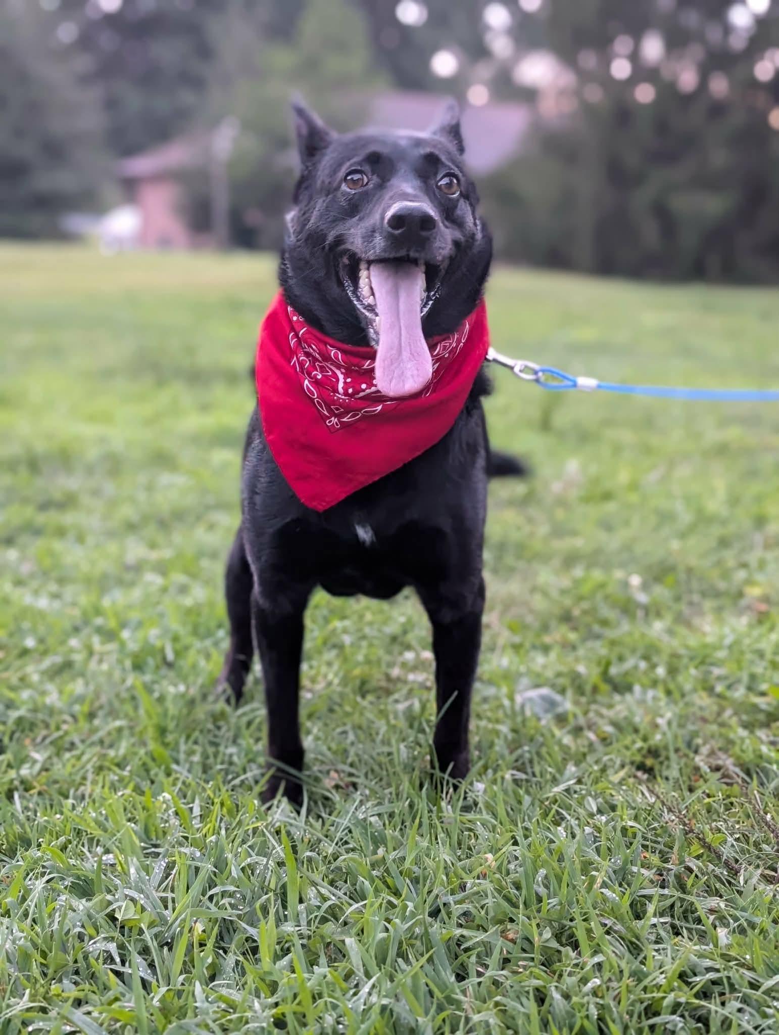 Enlarge Hendrix, a Adoptable Australian Kelpie in Manchester, CT image 5/6