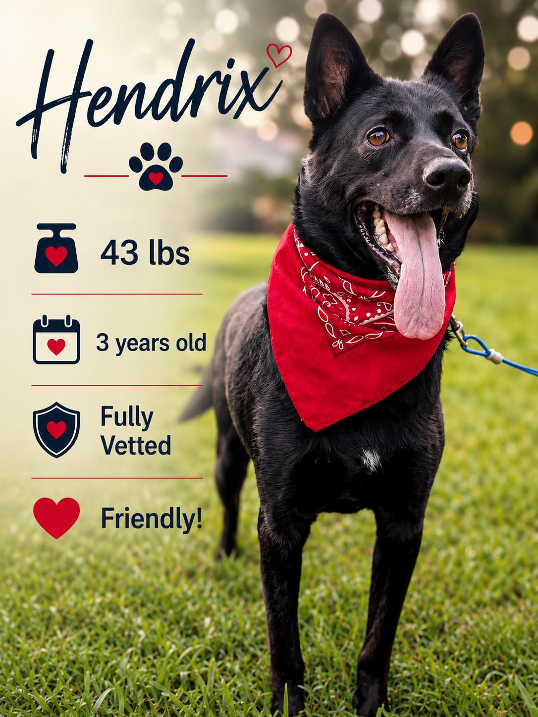 Enlarge Hendrix, a Adoptable Australian Kelpie in Manchester, CT image 2/6