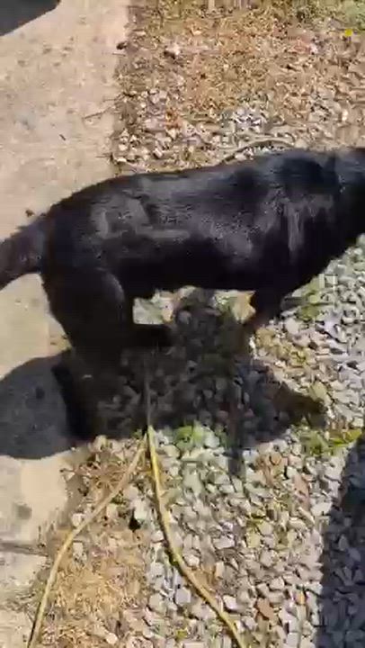 Enlarge Hendrix, a Adoptable Australian Kelpie in Manchester, CT video 6/6