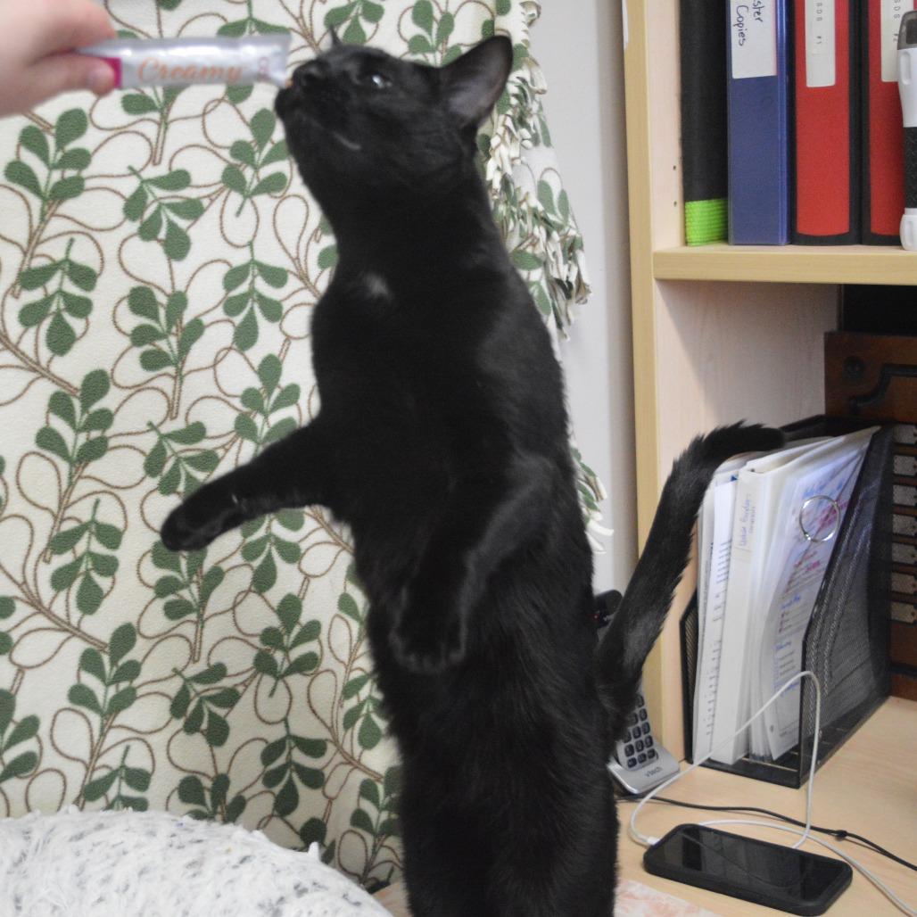 Enlarge Onyx, a Adoptable Domestic Short Hair in North Battleford, SK image 2/6