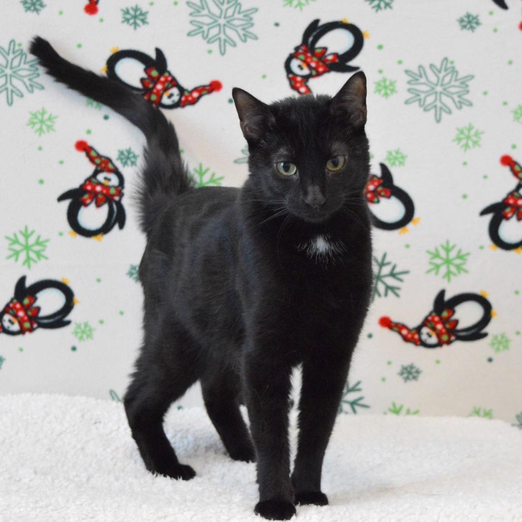 Enlarge Onyx, a Adoptable Domestic Short Hair in North Battleford, SK image 3/6