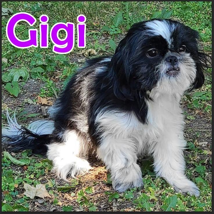 Gigi — thumbnail 3