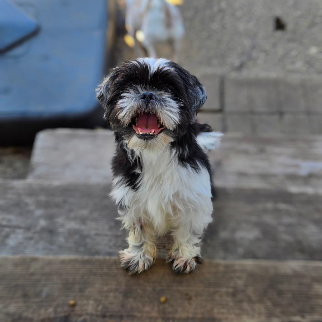 Gigi — thumbnail 6