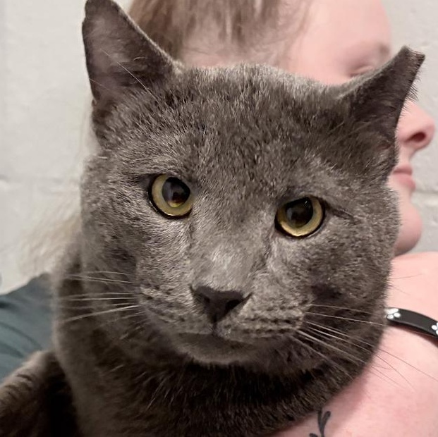Enlarge Periwinkle, an adopted mixed breed in Columbus, IN image 1/3