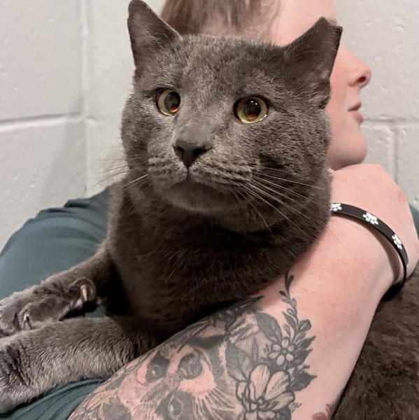 Enlarge Periwinkle, an adopted mixed breed in Columbus, IN image 3/3