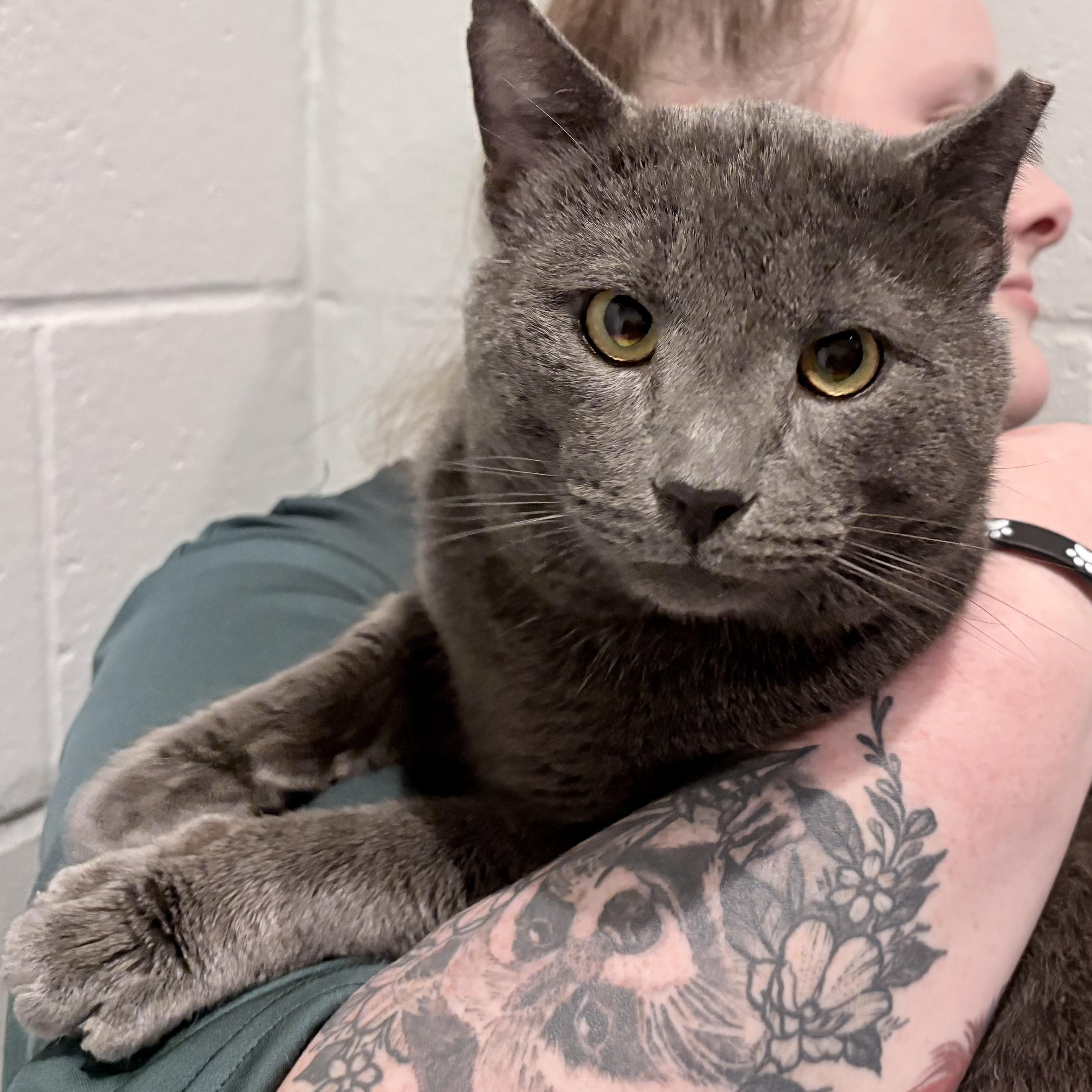 Enlarge Periwinkle, an adopted mixed breed in Columbus, IN image 2/3