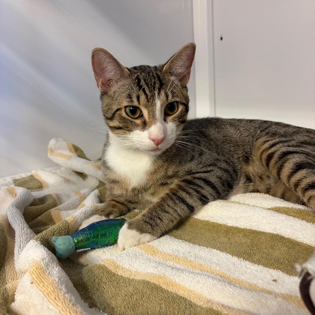 Enlarge Joystick, a Adoptable Domestic Short Hair in Sarasota, FL image 1/1