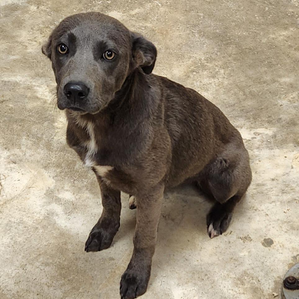 Olivia - 050404U, Adoptable, Young Female Doberman Pinscher & Labrador Retriever.