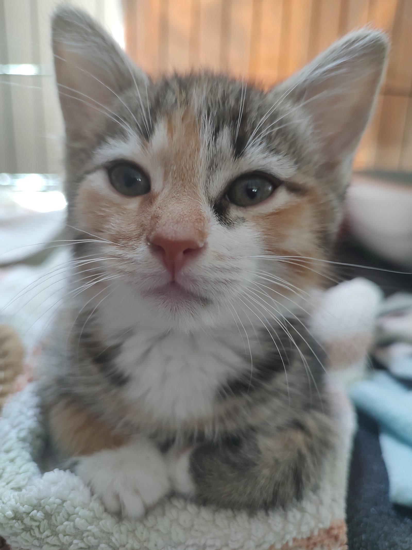 Lee Lee (Foster), Adoptable, Kitten Female Domestic Short Hair.