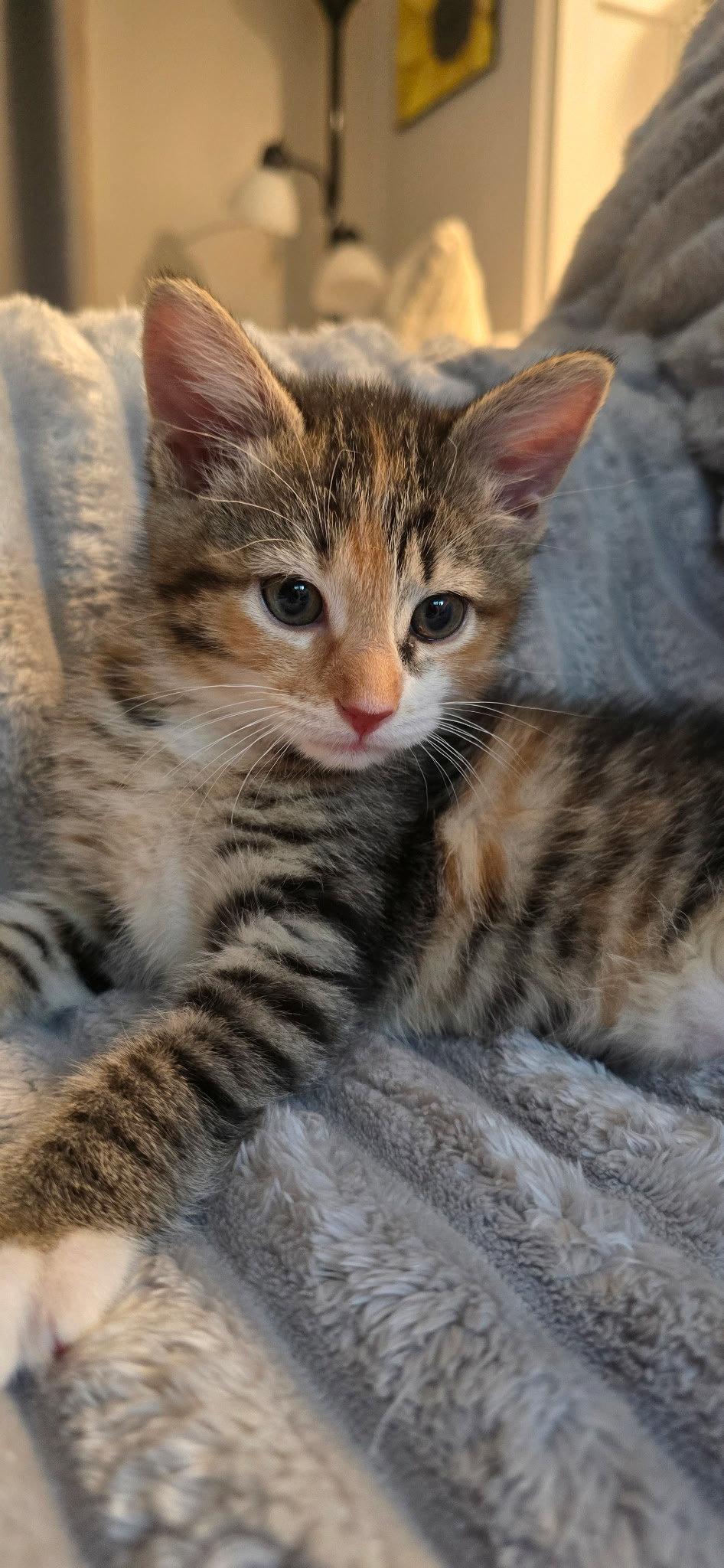 Lee Lee (Foster), a Adoptable Domestic Short Hair in Sanford, NC image 2/3