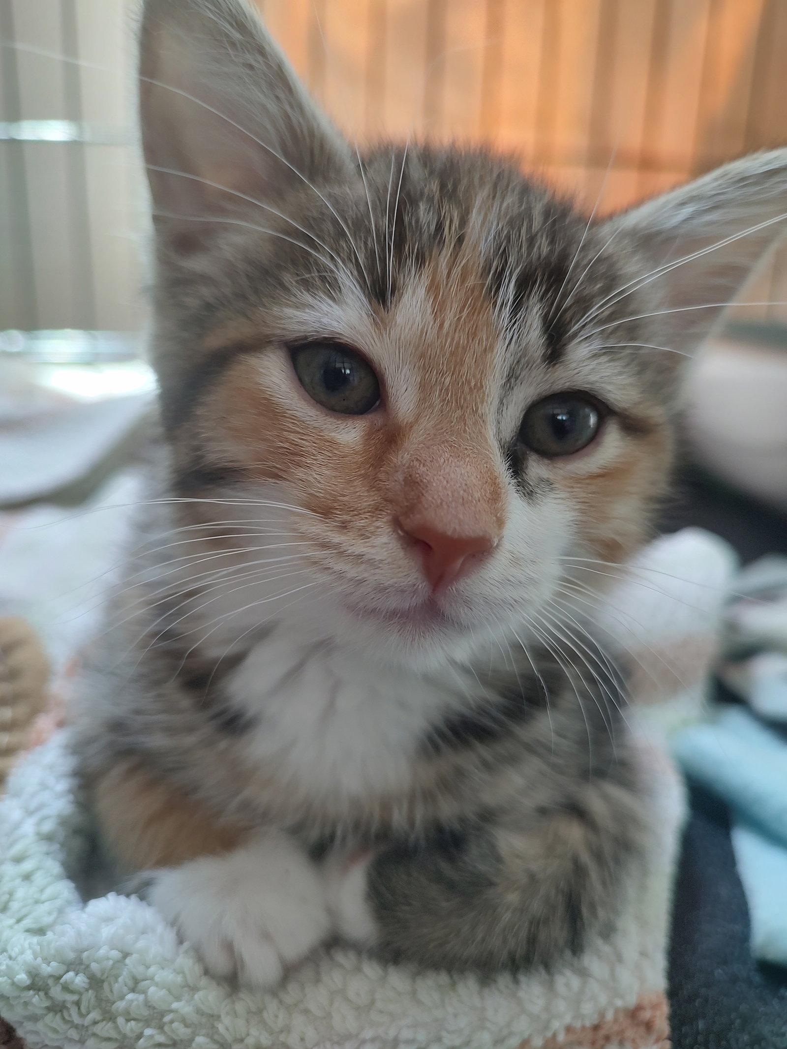 Lee Lee (Foster), a Adoptable Domestic Short Hair in Sanford, NC image 3/3