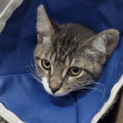 Max, Adoptable, Kitten Male Domestic Short Hair & Domestic Short Hair.