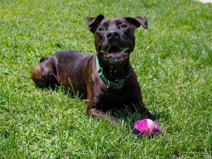 Chive, Adoptable, Adult Male Mixed Breed & Mixed Breed.