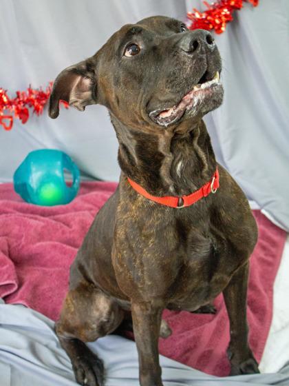 Chive — thumbnail 2