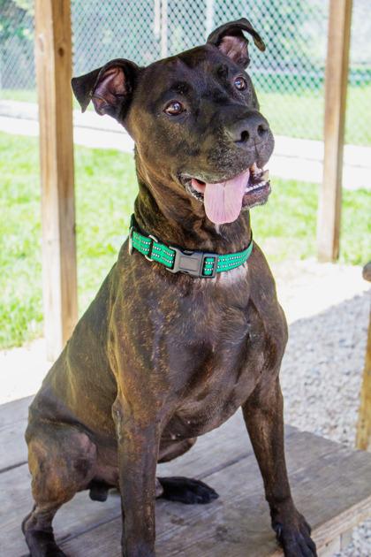 Chive, a Adoptable Mixed Breed in West Chester, PA image 2/3