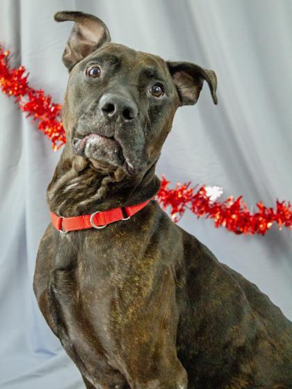 Chive, a Adoptable Mixed Breed in West Chester, PA image 3/3