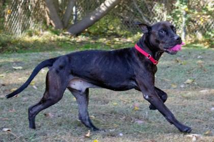 Chive — thumbnail 3