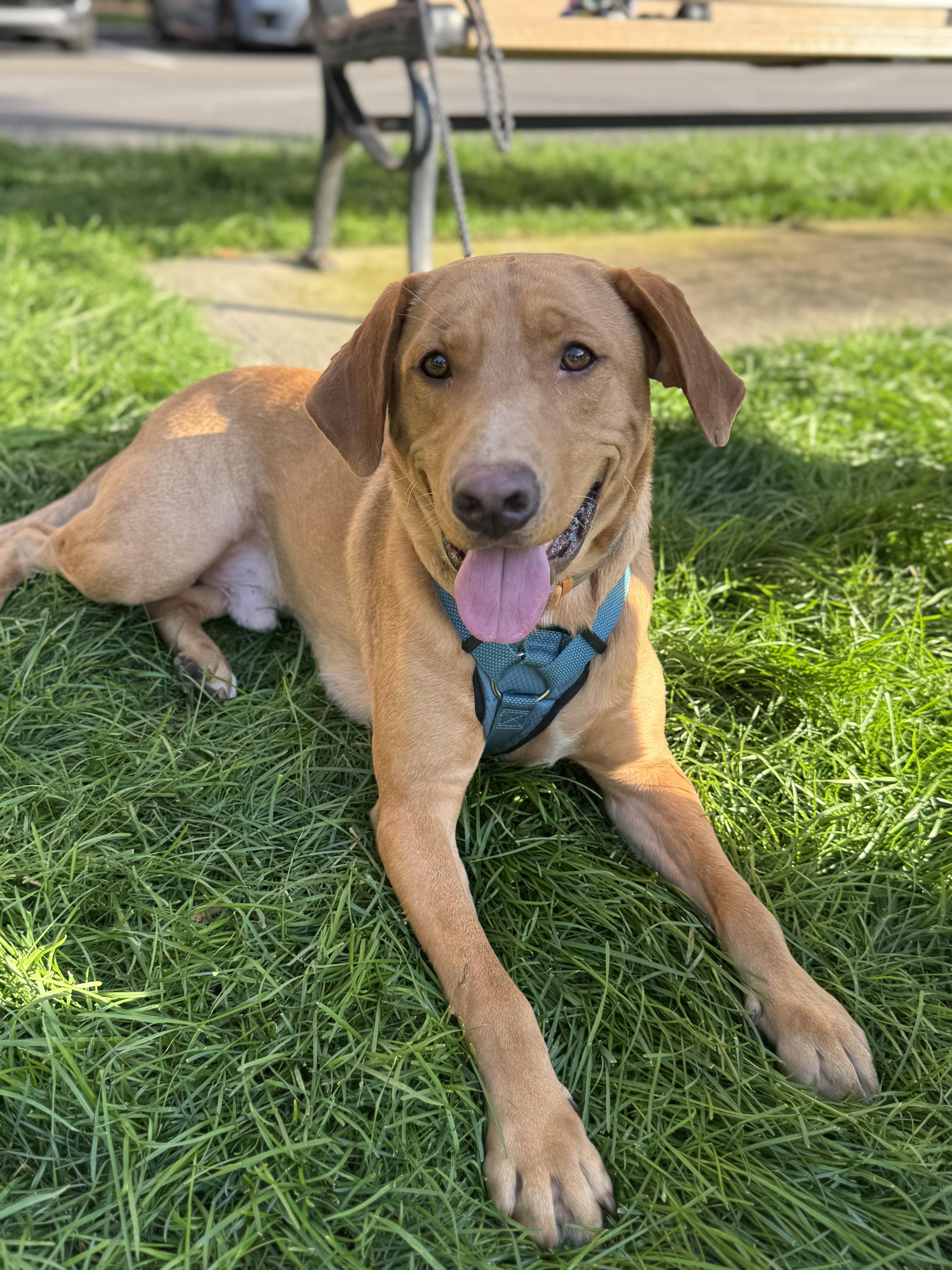 Dean, a Adopted mixed breed in Englewood, NJ image 1/6