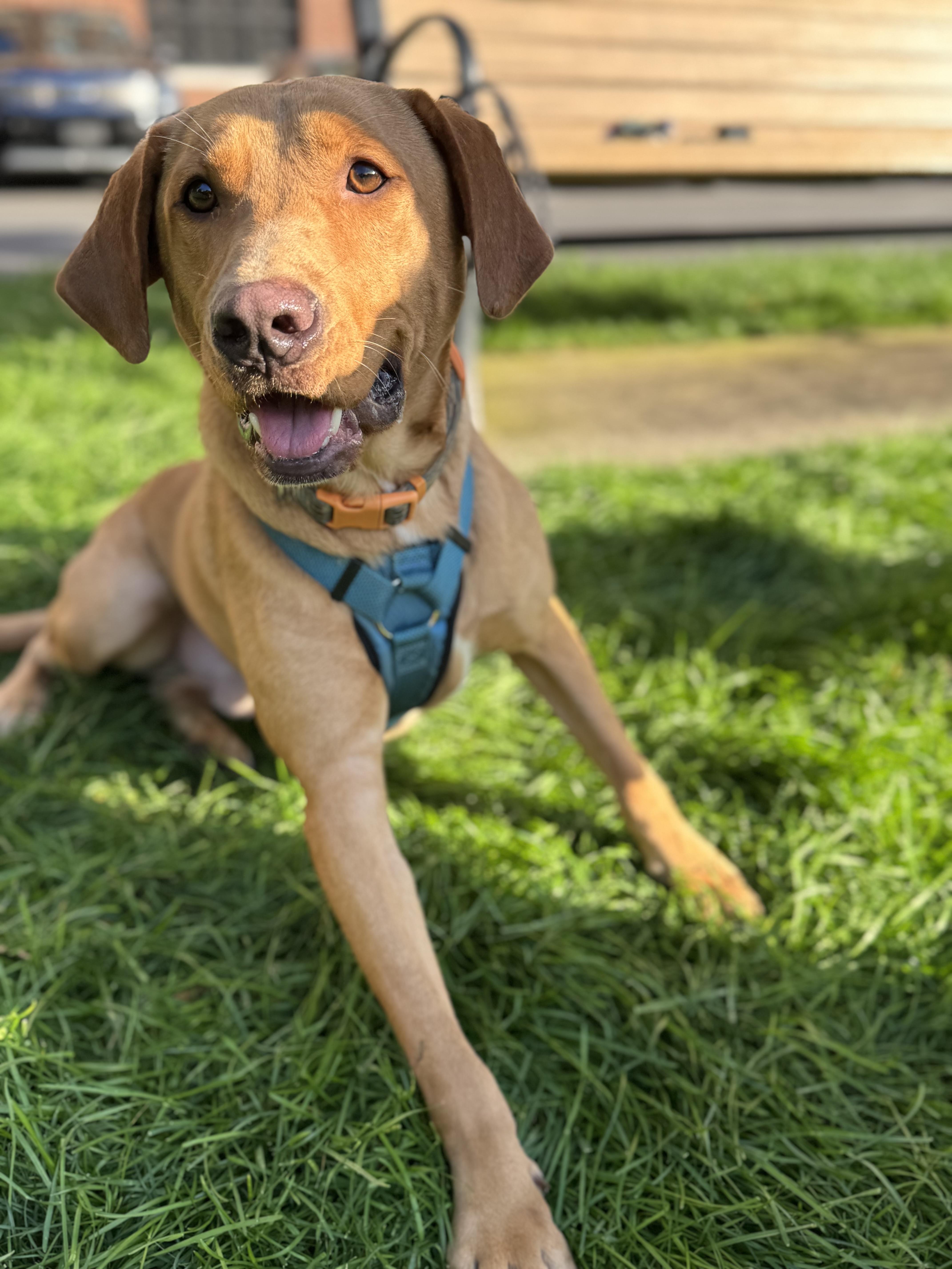 Dean, a Adopted mixed breed in Englewood, NJ image 2/6