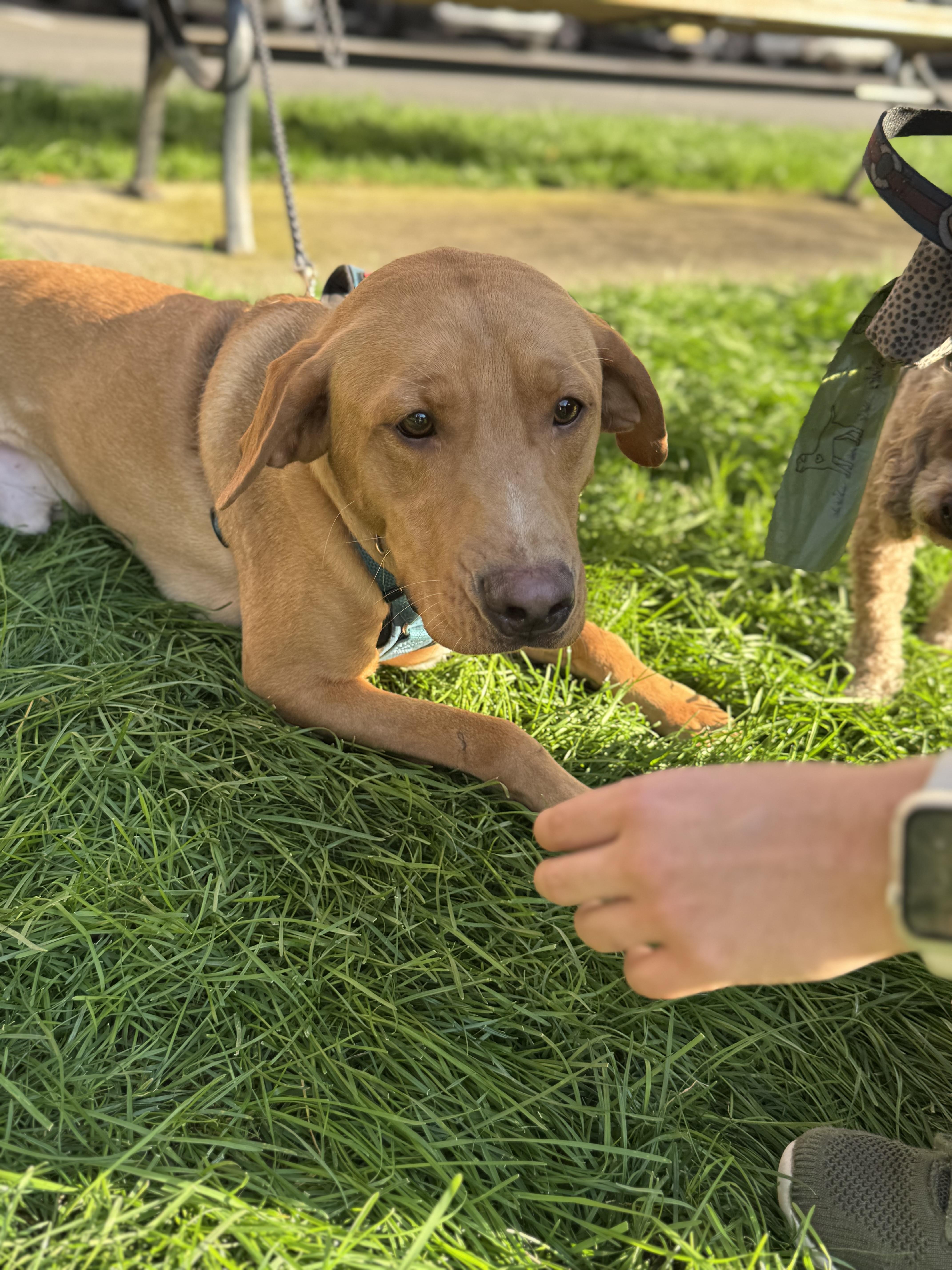 Dean, a Adopted mixed breed in Englewood, NJ image 3/6