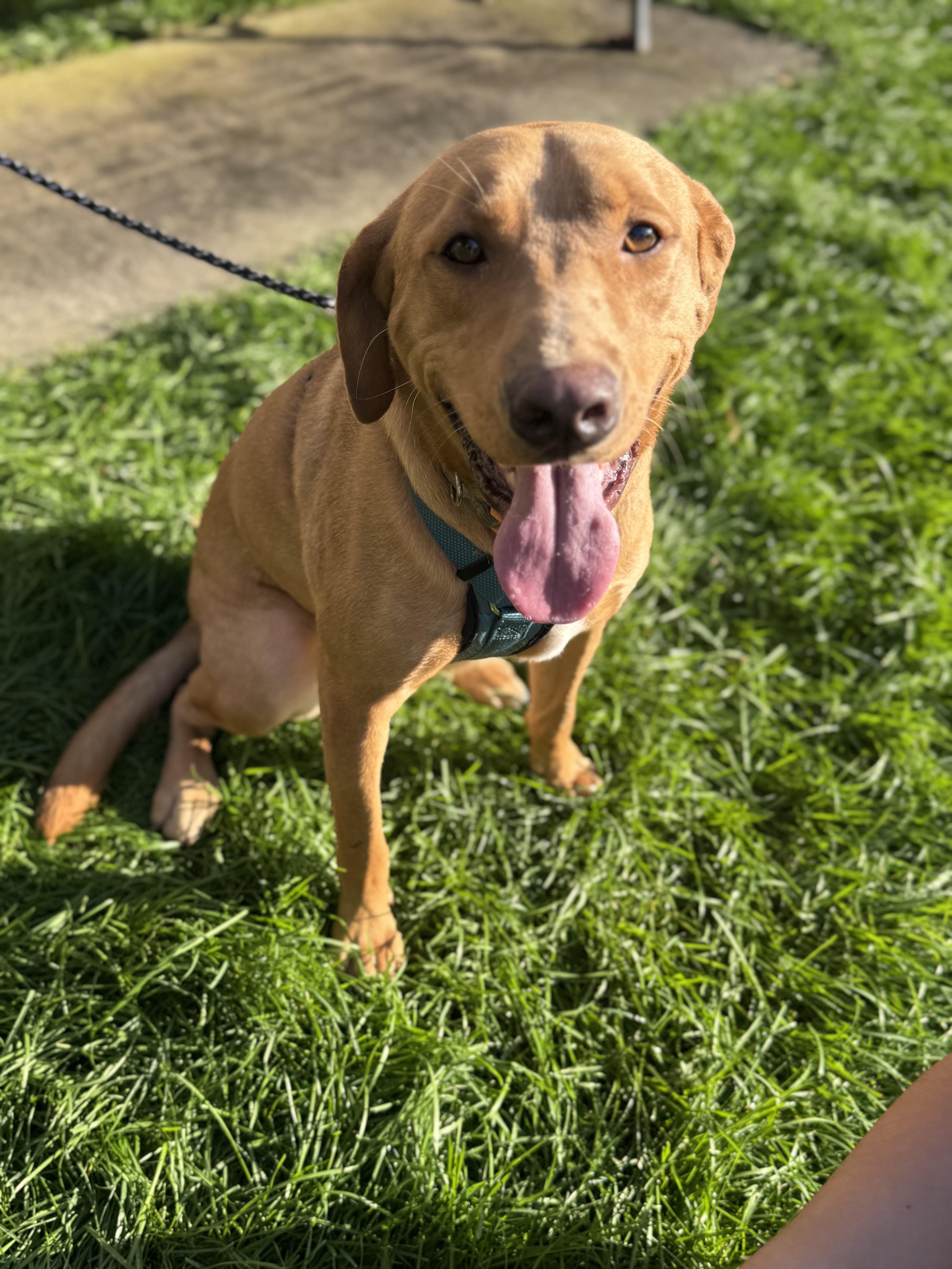 Dean, a Adopted mixed breed in Englewood, NJ image 4/6