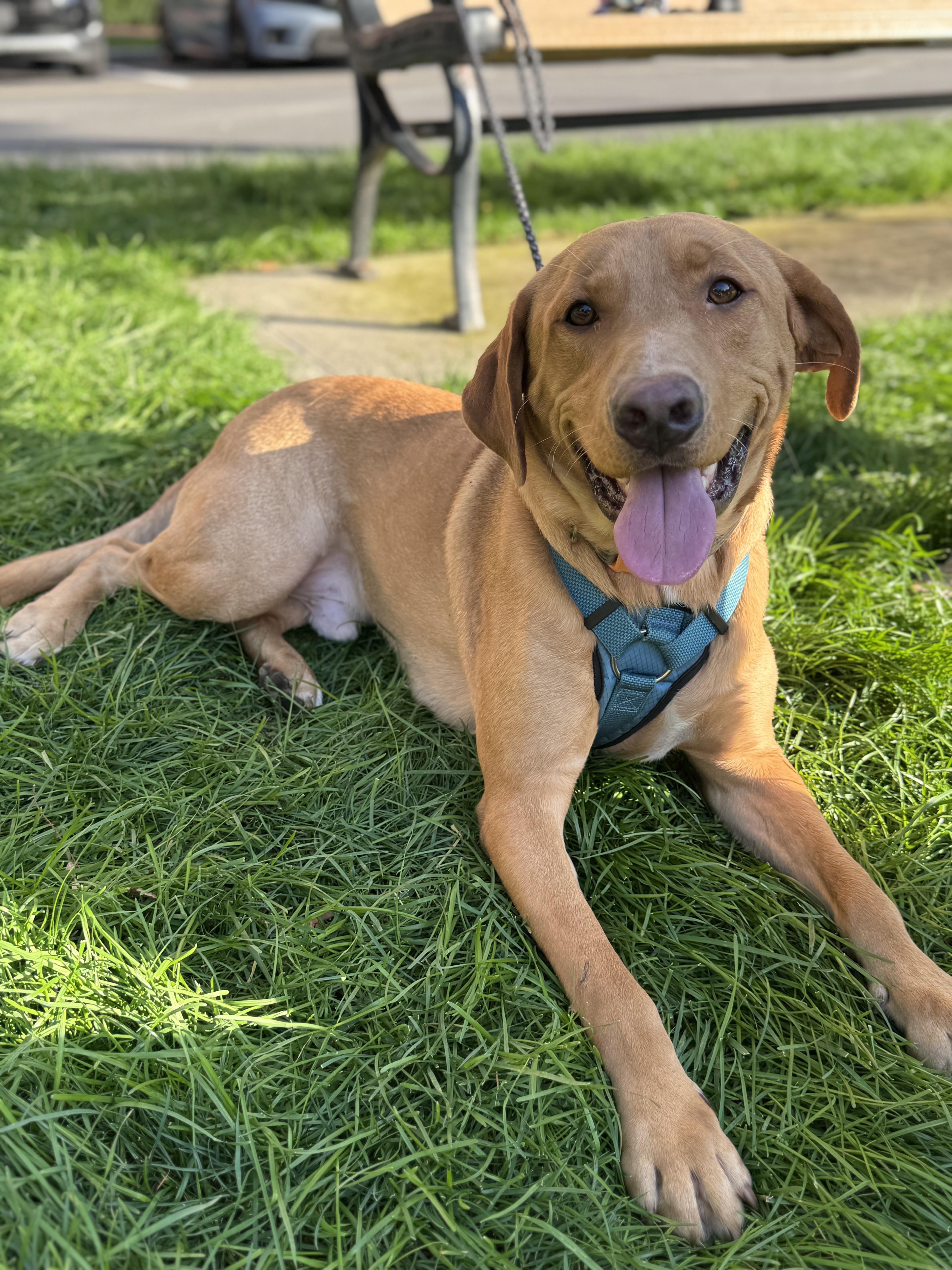 Dean, a Adopted mixed breed in Englewood, NJ image 5/6