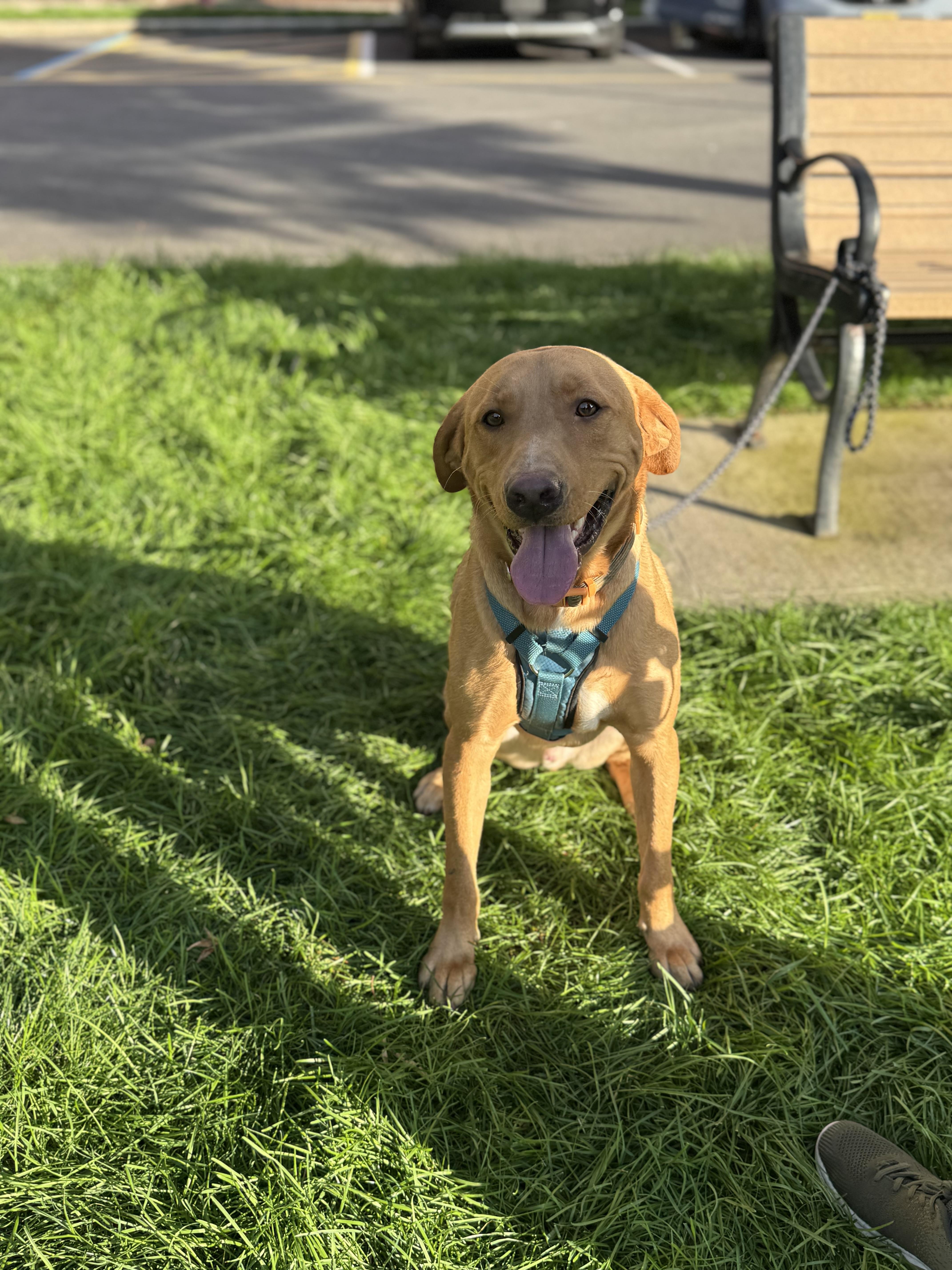 Dean, a Adopted mixed breed in Englewood, NJ image 6/6