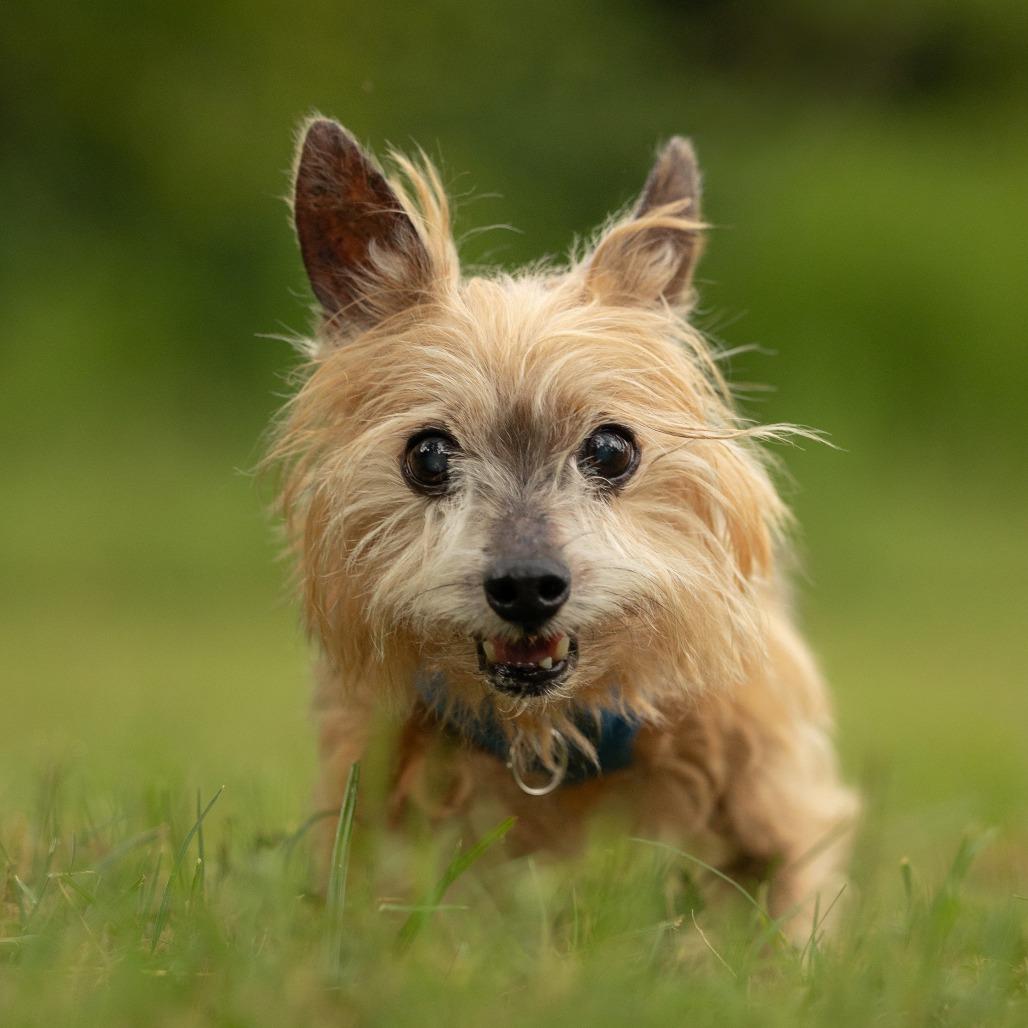 Enlarge Max, a Adoptable Yorkshire Terrier in Hillsborough, NC image 1/6