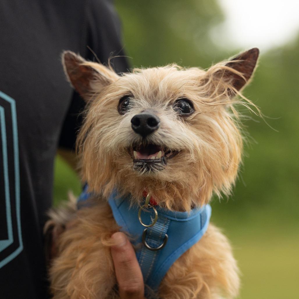 Enlarge Max, a Adoptable Yorkshire Terrier in Hillsborough, NC image 2/6