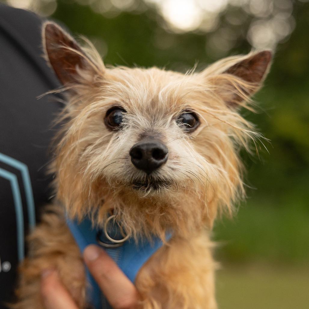 Enlarge Max, a Adoptable Yorkshire Terrier in Hillsborough, NC image 3/6