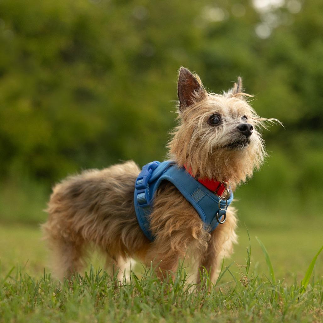 Enlarge Max, a Adoptable Yorkshire Terrier in Hillsborough, NC image 4/6