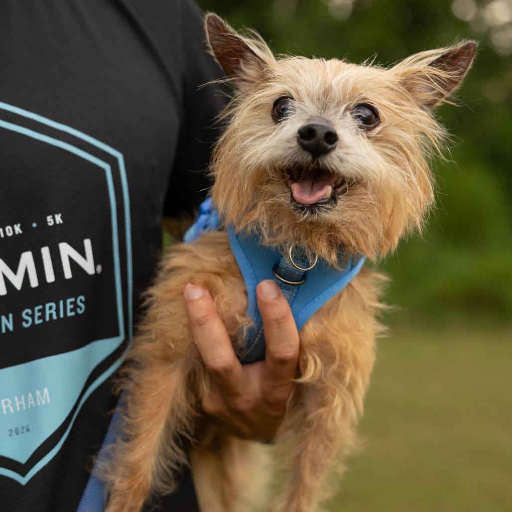 Enlarge Max, a Adoptable Yorkshire Terrier in Hillsborough, NC image 5/6