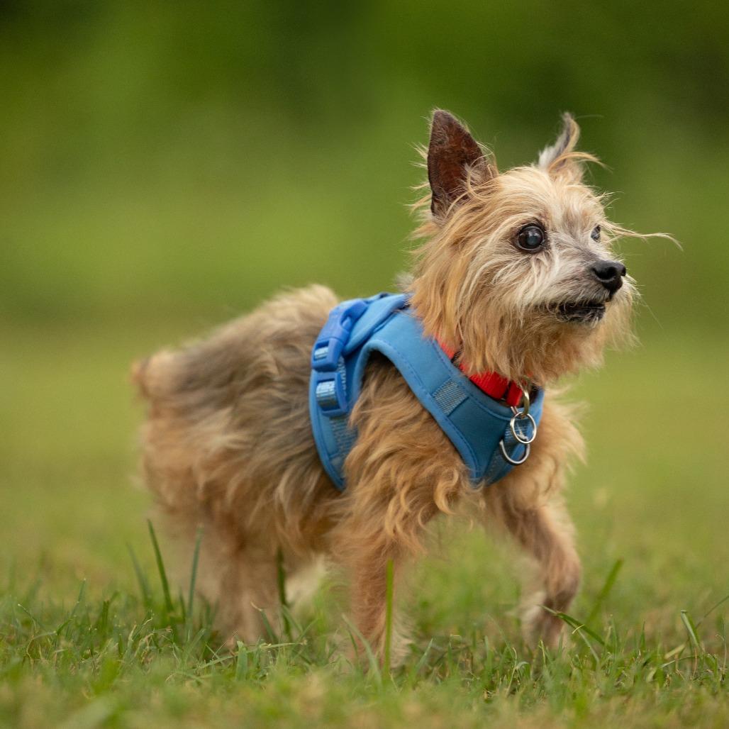 Enlarge Max, a Adoptable Yorkshire Terrier in Hillsborough, NC image 6/6