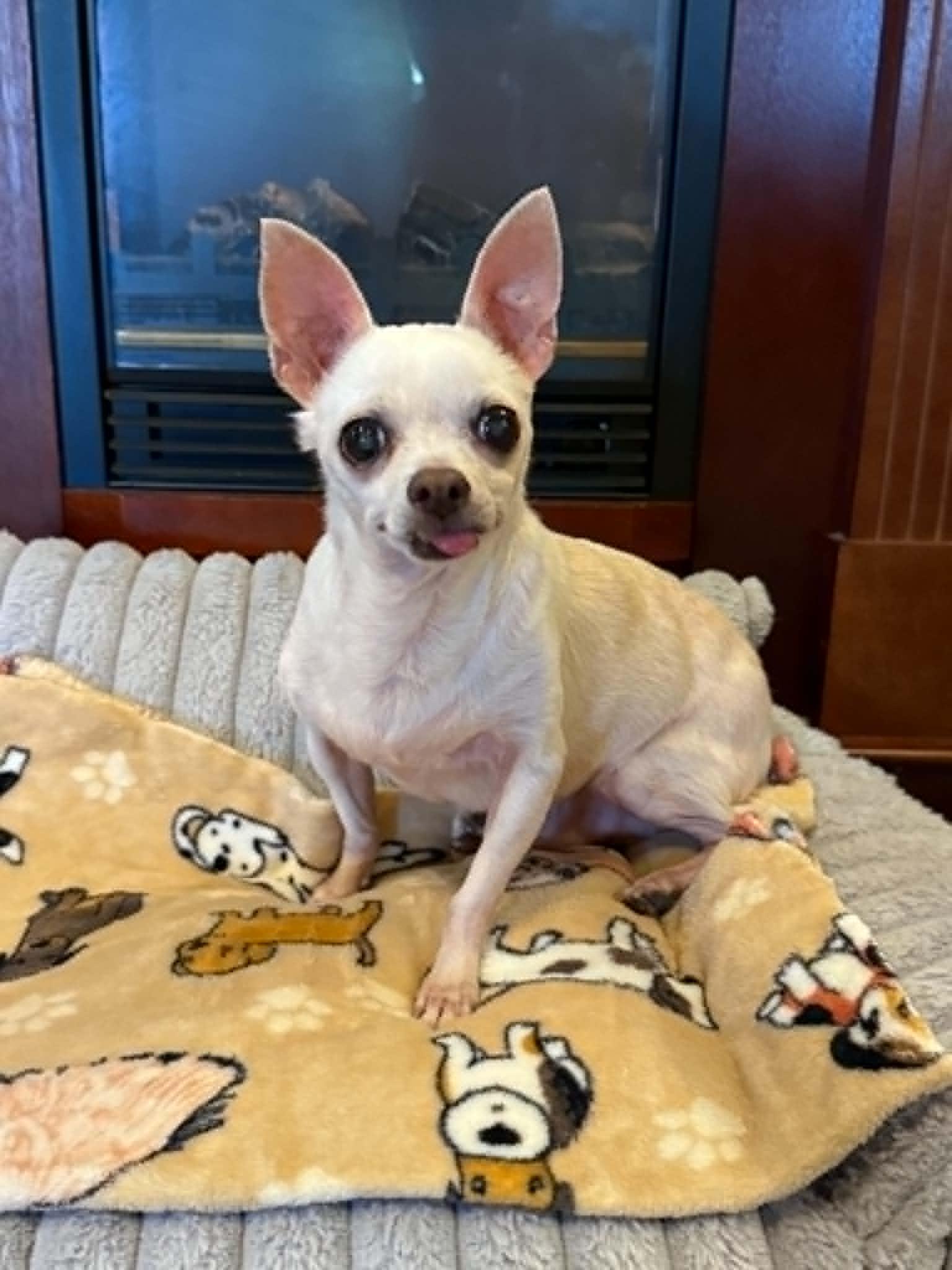 Enlarge FRED, a Adoptable Chihuahua in Port Clinton, OH image 3/3